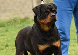 Image result for Rotala gossweileri