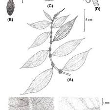 Image result for Pouzolzia parasitica