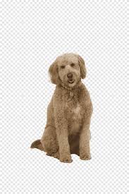 It's rare to find goldendoodles this red. Standard Poodle Golden Retriever Goldendoodle Miniature Poodle Puppy Golden Retriever Mammal Animals Png Pngegg