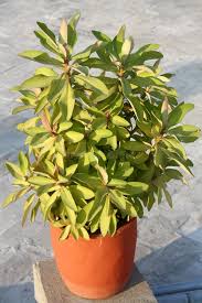 Image result for Synadenium grantii
