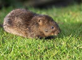 Ses palettes natatoires lui permettent de nager et de se hisser sur les plages où elle creuse des trous pour y déposer ses œufs. Comment Se Debarrasser Des Rats Taupiers Gamm Vert