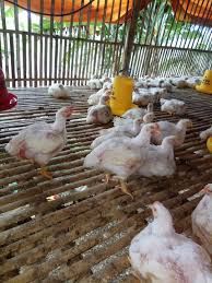 Harga ayam broiler kalimantan selatan, banjarmasin meski tidak bisa dibilang 100% akurat ini bisa di jadikan referensi untuk panen di tahun berikutnya dengan melihat siklus pengulangan tahunan. 8 Perbedaan Ayam Broiler Jantan Dan Betina