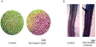 Maybe you would like to learn more about one of these? Quantification Of Membrane Damage Cell Death Using Evan S