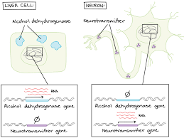 Regulation Of Gene Expression Biology For Majors I