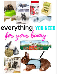 How To Take Care Of Your Rabbit Bunny Care Pet Bunny Rabbits Bunny Care Tips