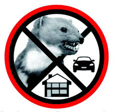 Wenn Der Marder Im Haus Ist Mardermittel