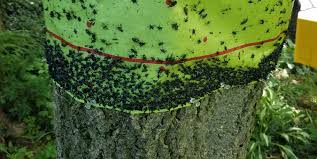 How to get rid of lanternflies. Spotted Lanternfly Expert At Penn State Offers Advice On Using Tree Bands Penn State University