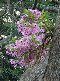 Snapshots Of Beauty The Orchid Tree Up The Road Orchid Tree Beautiful Orchids Growing Orchids