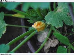 Coltivare lo zucchino in vaso è molto semplice, è un ortaggio che si presta bene per la coltivazione sul balcone o in giardino anche se ha bisogno di contenitori di una certa profondità. Coltivare Zucchine In Vaso