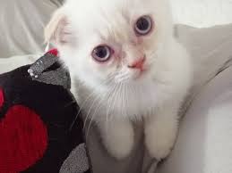 Izmir Den Iyi Cins Scottish Fold Kedim Ailesini Bekliyor Kedi Satis