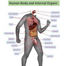 The interactive body map below shows the organs of the body and which systems they play a role in. File Human Body And Internal Organs Labelled Jpg Wikimedia Commons