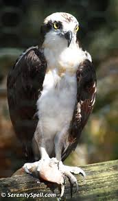 Birds That Look Like Eagles In Florida Pin By Hertha Geredien On Originals Florida Birds Birds Of Prey Backyard Birds Sea Mammal
