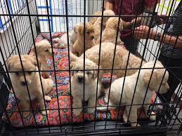 The 4th most populous county in the us. We Are Having A Maricopa County Animal Care Control Facebook