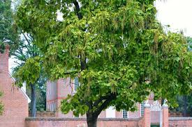 The caterpillar can defoliate the tree once or twice a year but there appear to be no adverse consequences to the tree. Catalpa Tree Facts Uses And Planting Tips Dengarden