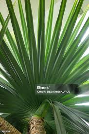 Image result for Pandanaceae