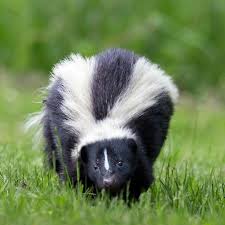 Skunk 2020 Hayvan