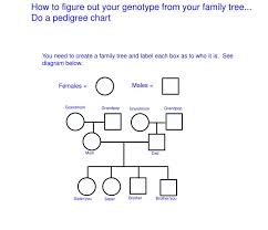 Ppt How To Figure Out Your Genotype From Your Family Tree