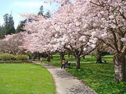 Dsc00778 Vancouver Photos Cherry Blossom Photo Maps