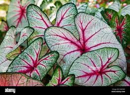 Image result for Araceae
