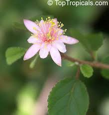 Image result for Grewia afra