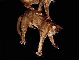 How Can A Cat Survive A High Rise Fall Physics Wired