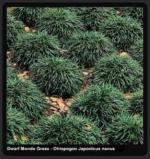 Dwarf Mondo Grass Dwarf Mondo Grass Mondo Grass Grasses Landscaping