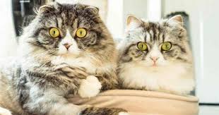 新舊貓不合怎麼辦 新舊貓隔離相處懶人包 愛貓誌 crazy cats cats cat breeds