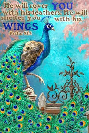 He Will Cover You With His Feathers He Will Shelter You With His Wings Life Quotes Quotes Quote Life Faith Inspira Peacock Images Peacock Art Peacock Pictures