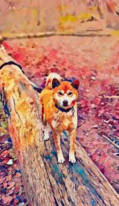 So far, ive learned the alphabet and a little kanji, but i'm not the best, . Kawaii Shiba Art Around Us Opensea