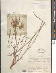 Image result for Eulalia polyneura