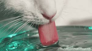 Jun 17, 2021 · on average, a cat should consume around 60ml/kg fresh water per day, or 1 fluid ounce of water per one pound body weight. I Googled How Do Cats Drink Water Gif Album On Imgur