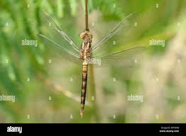 Image result for Pterygota