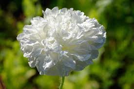 Image result for Papaver somniferum White Cloud