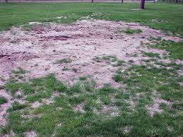Grubs can devastate even the greenest and healthiest lawns by going deep. Fall Turf Grass Problems Grubs Might Be The Culprit Umn Extension