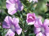Image result for Barleria holubii
