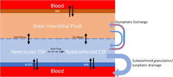 We did not find results for: Choroid Plexus And Drug Removal Mechanisms Springerlink