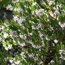 Image result for Adenocarpus mannii