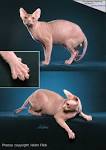 Sphynx Cats: What You Should Know Before You Buy One ...