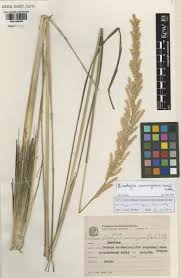 Image result for Eriochrysis