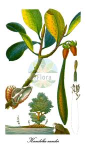 Image result for Rhizophoraceae