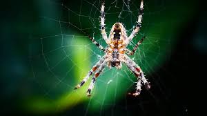Garden Spider Spiders Web Bug Spider Web Nature Spin Web Spiders Animal Legs Garden Pikist