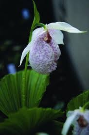 Image result for Schoenoxiphium