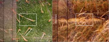 Image result for Trichoscypha silveirana