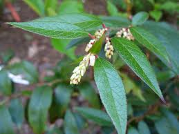 Image result for Hubbardochloa gracilis