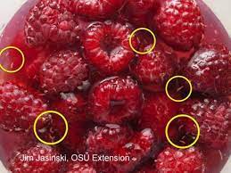 Assuming that you detect an off taste while munching away, you will remove the food item from your mouth and examine it to see what kind of foreign matter might be present. Spotted Wing Drosophila In Raspberries Bygl
