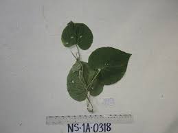 Image result for Lepistemon