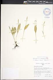 Image result for Ophioglossum polyphyllum