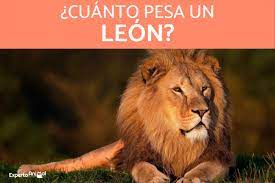 Fiera deshonra les pesa de lo que les ocurrió. Cuanto Pesa Un Leon