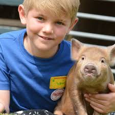 This farm lets you CUDDLE with MINI PIGS...Get 17% off online rates as a  DOWTK VIP! 😲🙌 👉 https://dowtk.co/pennywell-farm-discount 🐷 Enjoy piglet  cuddles, bottle & hand feeding, animal racing and indoor &