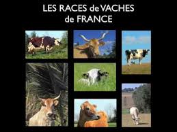 Chiens, chiots, étalons, pedigrees, actualités, toutes les infos sont sur chiens de france. Toutes Les Races De Vaches De France Youtube